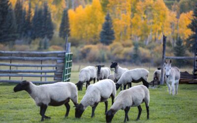 Âne gardien de troupeau : le héros silencieux des champs
