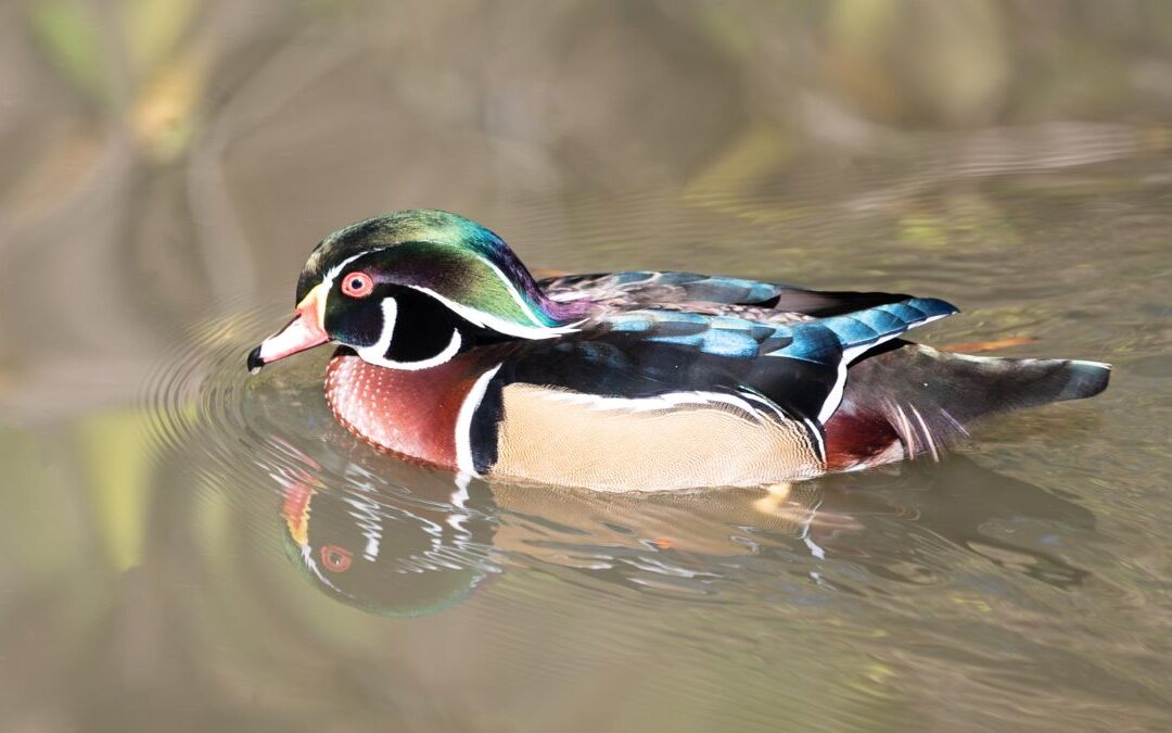 Chez les animaux, c’est toujours le mâle le plus beau ? Pas si vite.