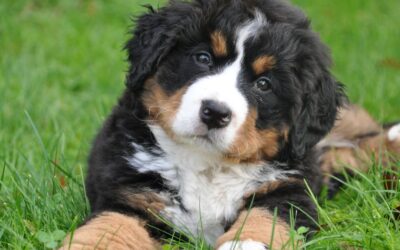 Le chien, miroir de nos vérités silencieuses