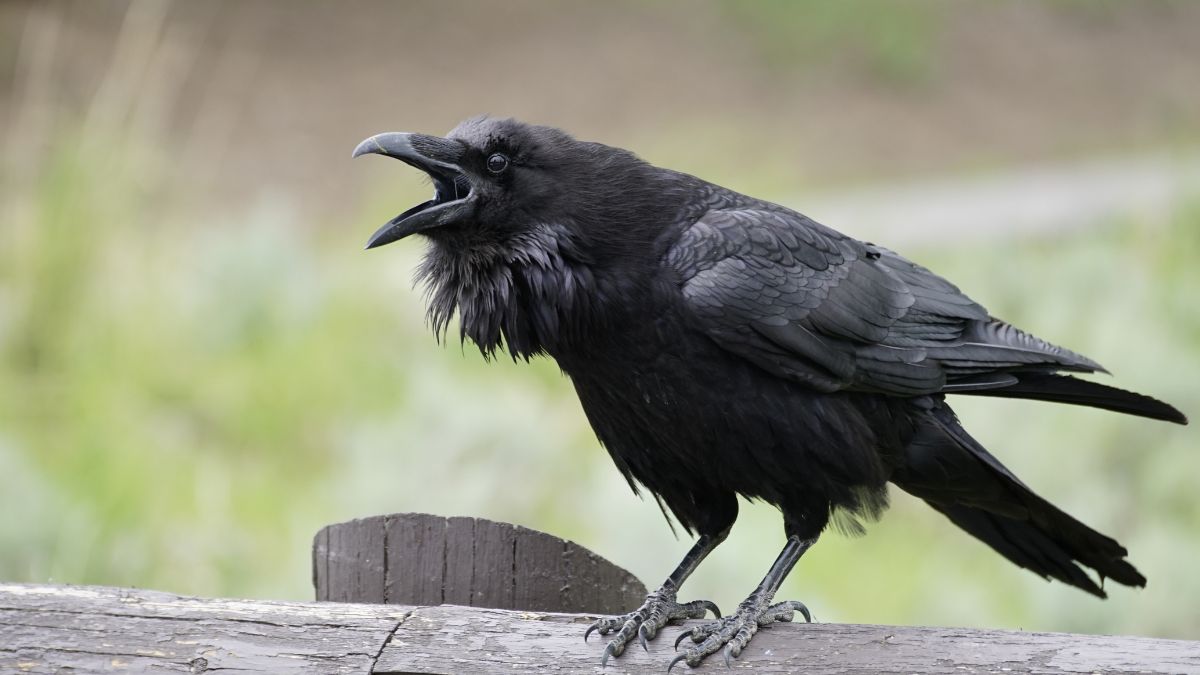 Corbeau perché et vocalisant, illustrant les comportements fascinants de survie comme l'anting observés chez cet oiseau, sur Geooptimisation.ca