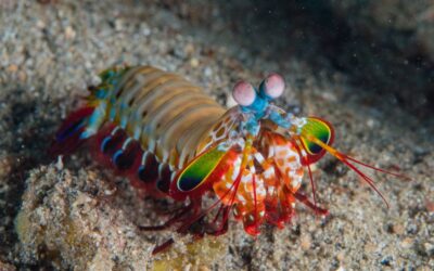 La crevette pistolet : minuscule… mais capable de tirer une bulle supersonique