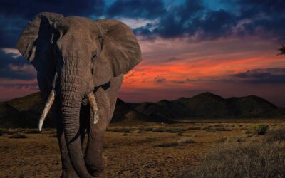 Quand l’éléphant murmure… et appelle ses amis par leur prénom