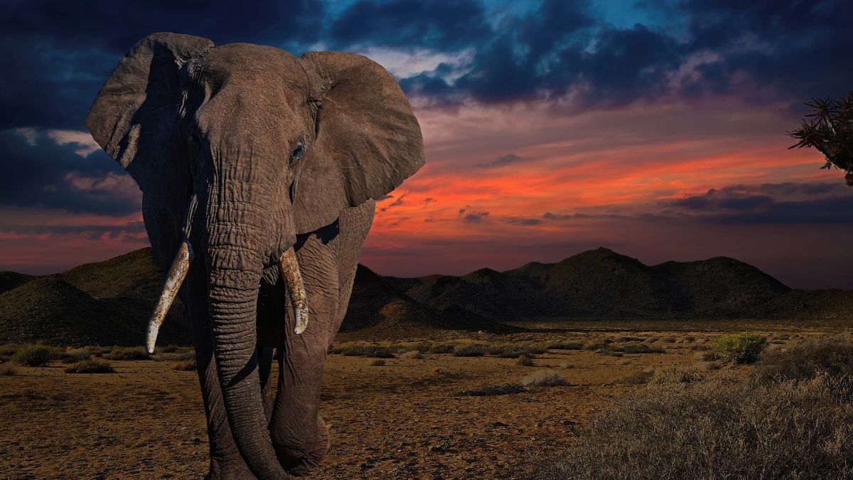 Éléphant marchant dans la savane au coucher du soleil, illustrant la communication complexe entre éléphants, sur Geooptimisation.ca