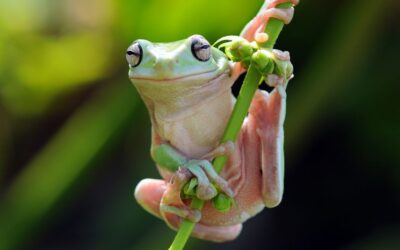 Grenouille kambo : la peau qui parle au cerveau humain