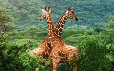 L’homosexualité chez les animaux : naturelle, fréquente, et parfois essentielle