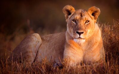 Quand les lionnes manipulent le désir pour protéger leur clan