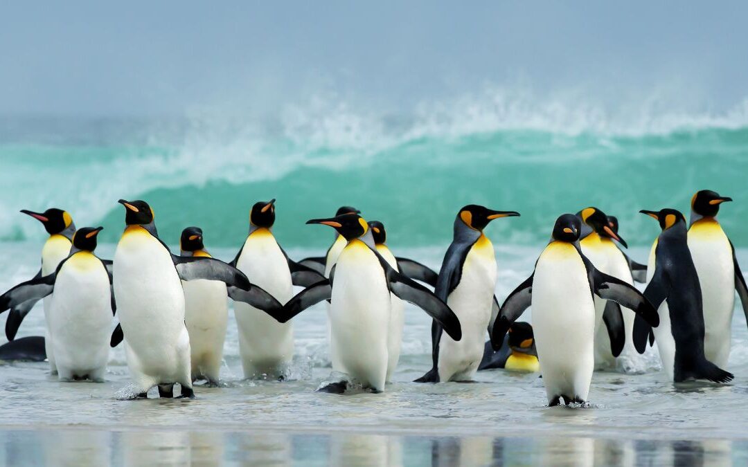 Les manchots retrouvent leur partenaire parmi des milliers… juste avec leur voix