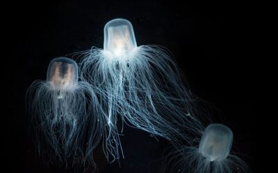 La méduse immortelle : l’animal qui rembobine sa vie pour ne jamais mourir