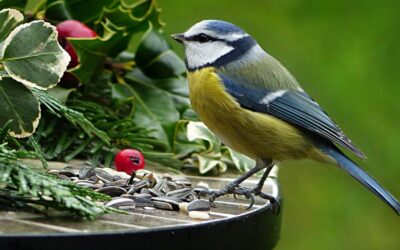 Mésanges accent urbain : quand la nature module sa voix pour survivre