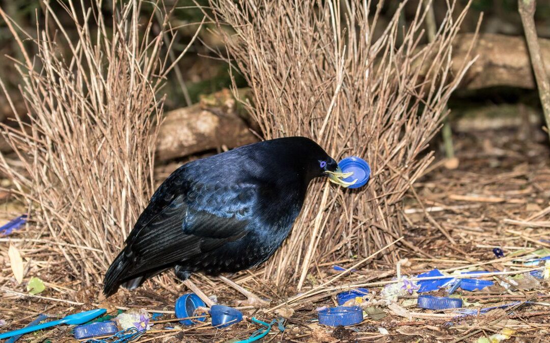 L&rsquo;oiseau qui construit des maisons de rêve pour séduire (et danse comme un fou)