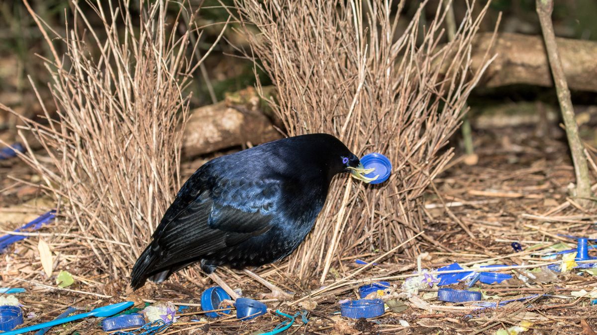 Oiseau jardinier satiné décorant son nid d'objets bleus pour séduire, présenté sur Geooptimisation.ca