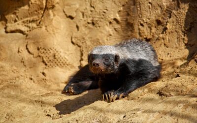 Le ratel : petit, laid, et plus rusé que la plupart des grands félins