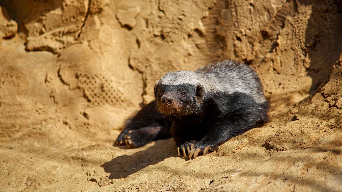 Le ratel : un petit maître de la ruse face aux plus grands prédateurs Ratel allongé dans son environnement naturel, illustrant son incroyable ruse et résistance, sur Geooptimisation.ca