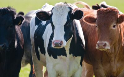 Les vaches ont des meilleures amies… et leur cœur en dépend